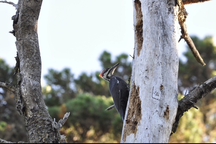 Pileated Woodpecker - ML621073441