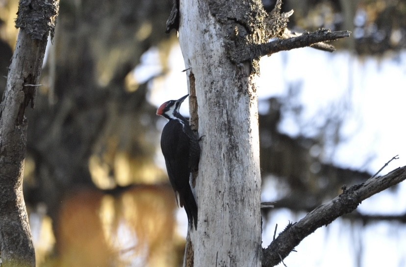 Pileated Woodpecker - ML621073442