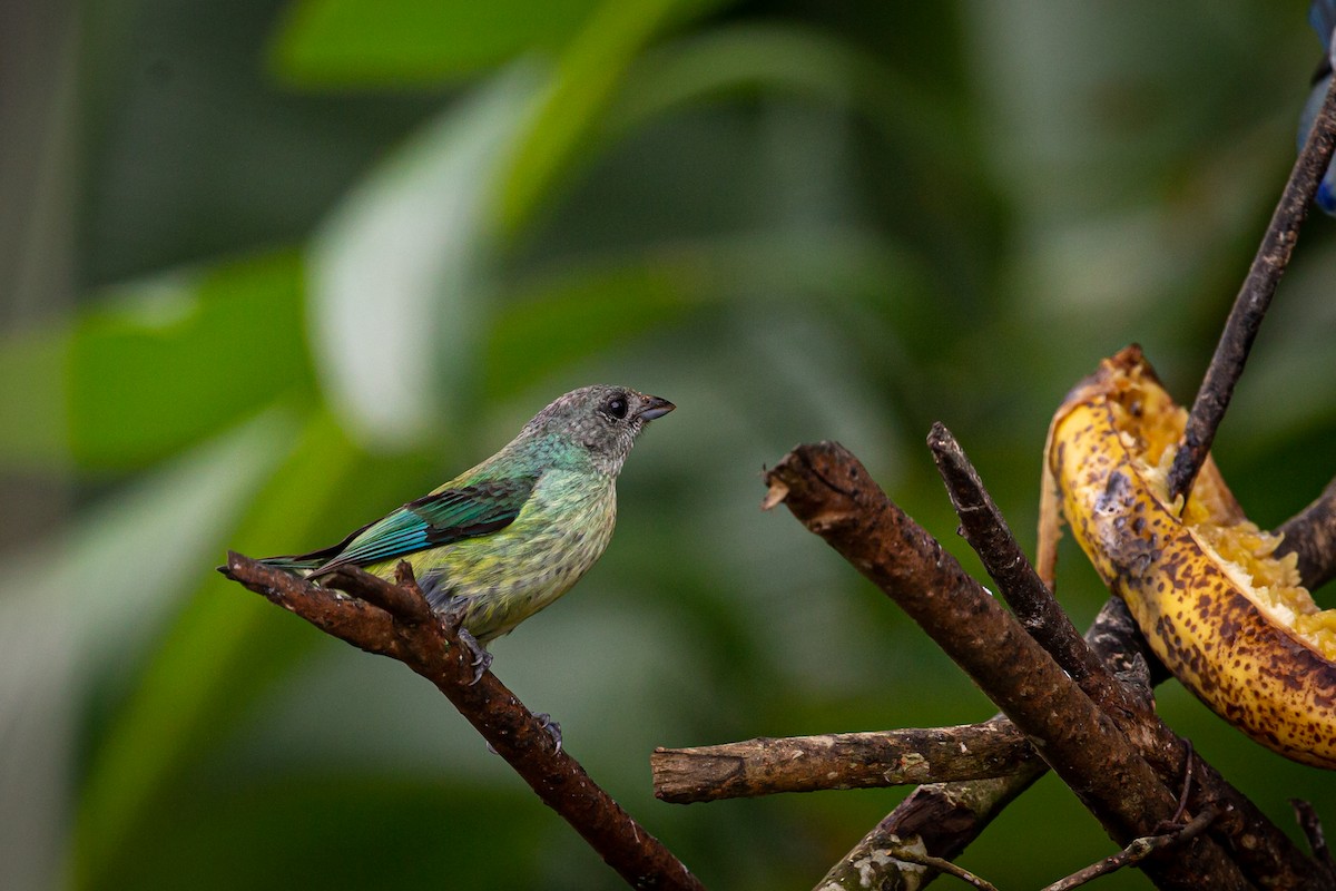 Black-headed Tanager - Francisco Russo