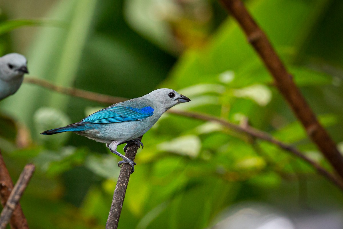 Blue-gray Tanager - ML621073496