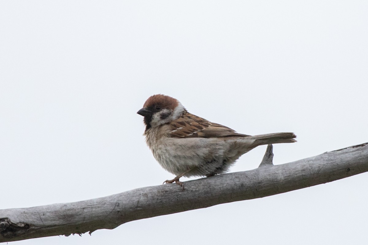 Eurasian Tree Sparrow - Marina Koroleva