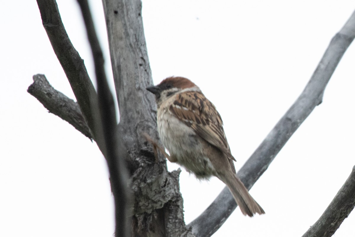 Eurasian Tree Sparrow - ML621073503