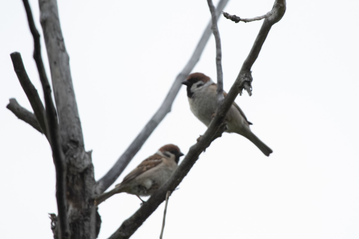 Eurasian Tree Sparrow - ML621073504