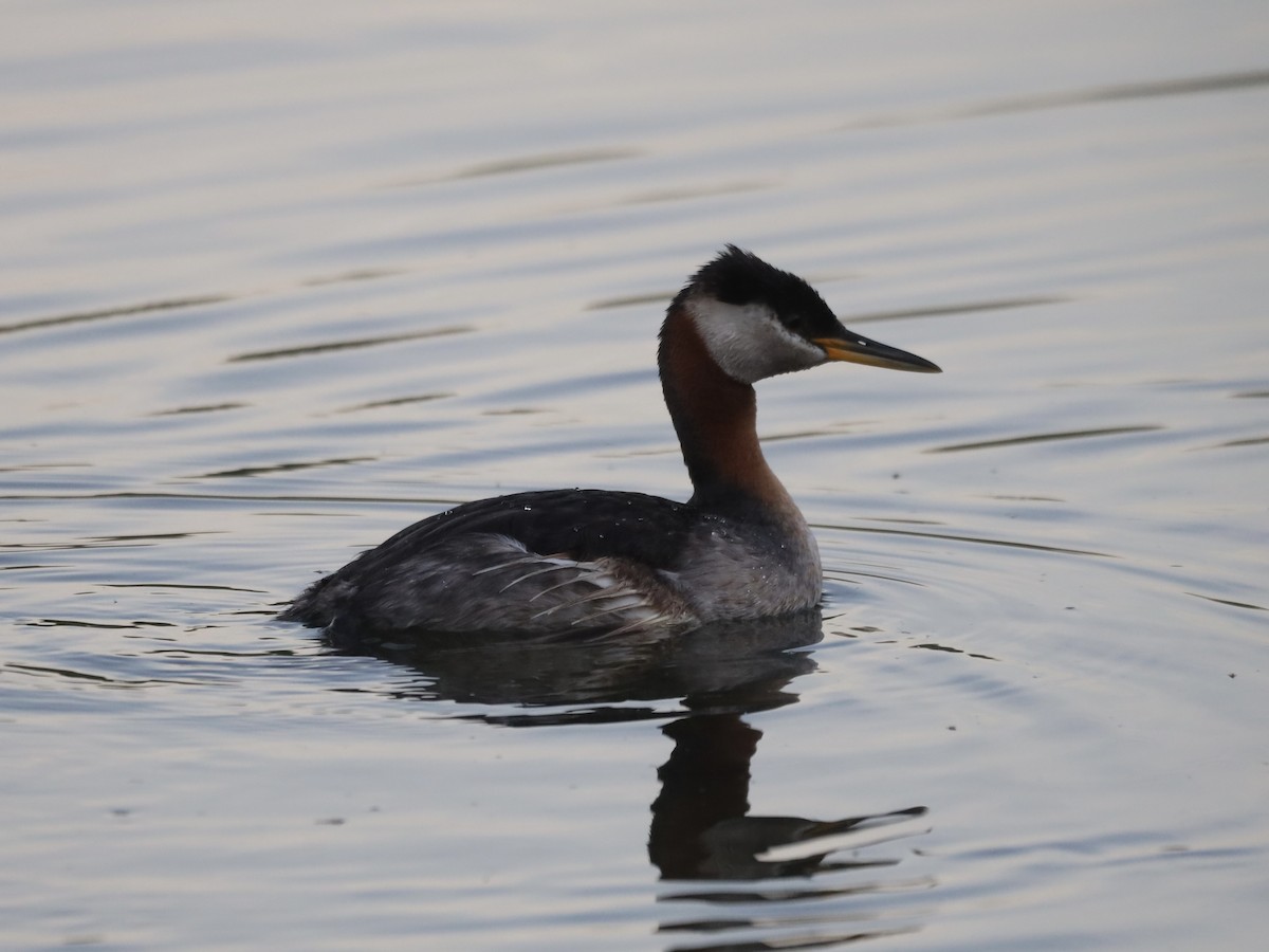 Red-necked Grebe - ML621073564