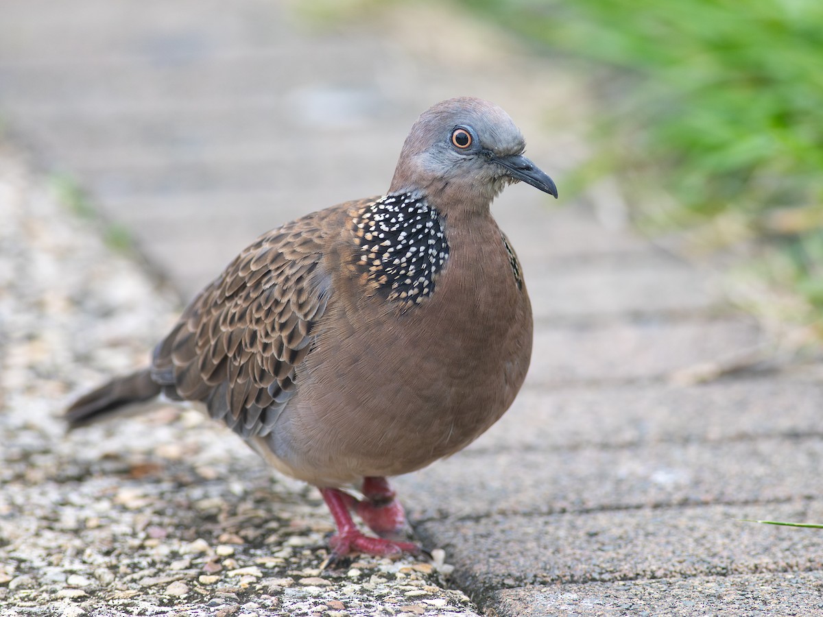 Spotted Dove - ML621073577