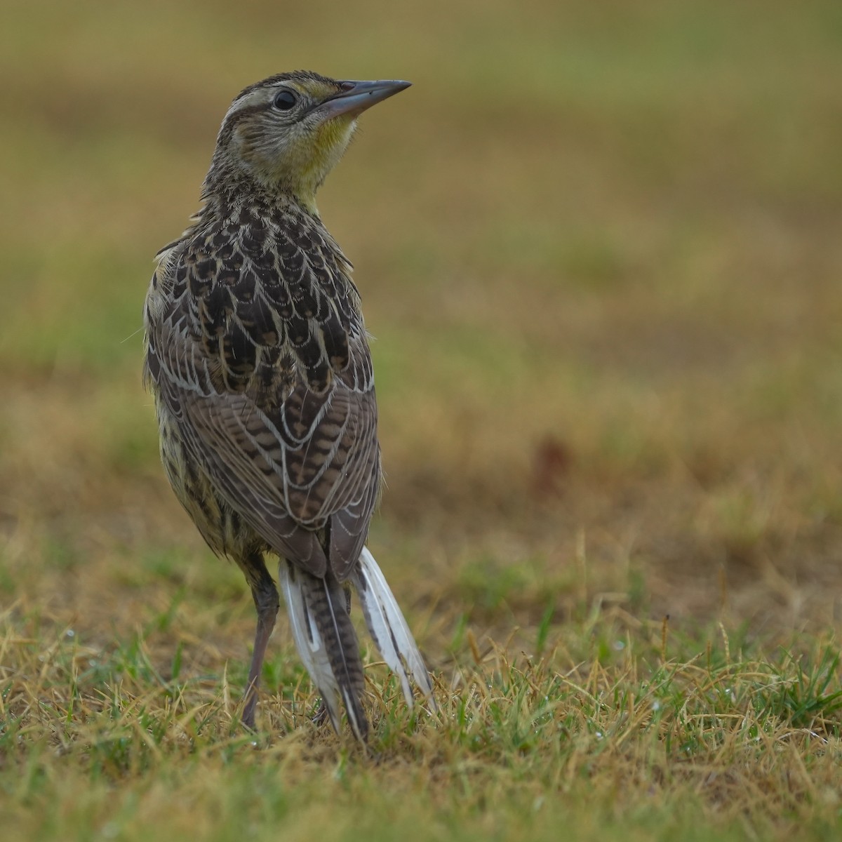 Eastern Meadowlark - TJ Byrd