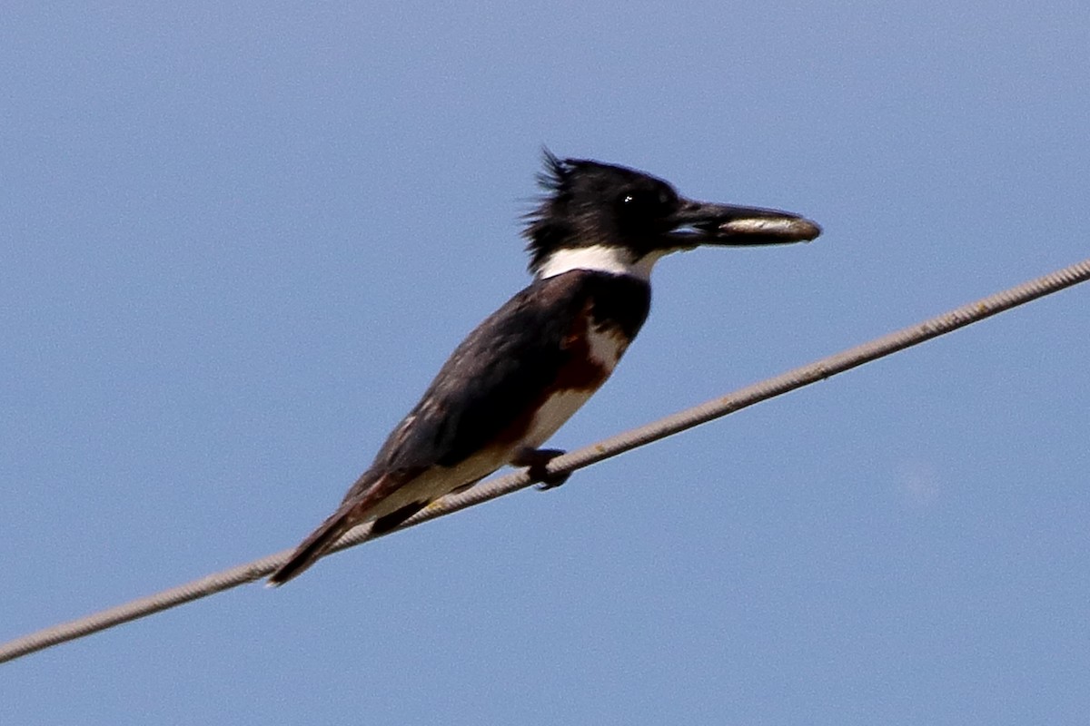 Belted Kingfisher - ML621073658