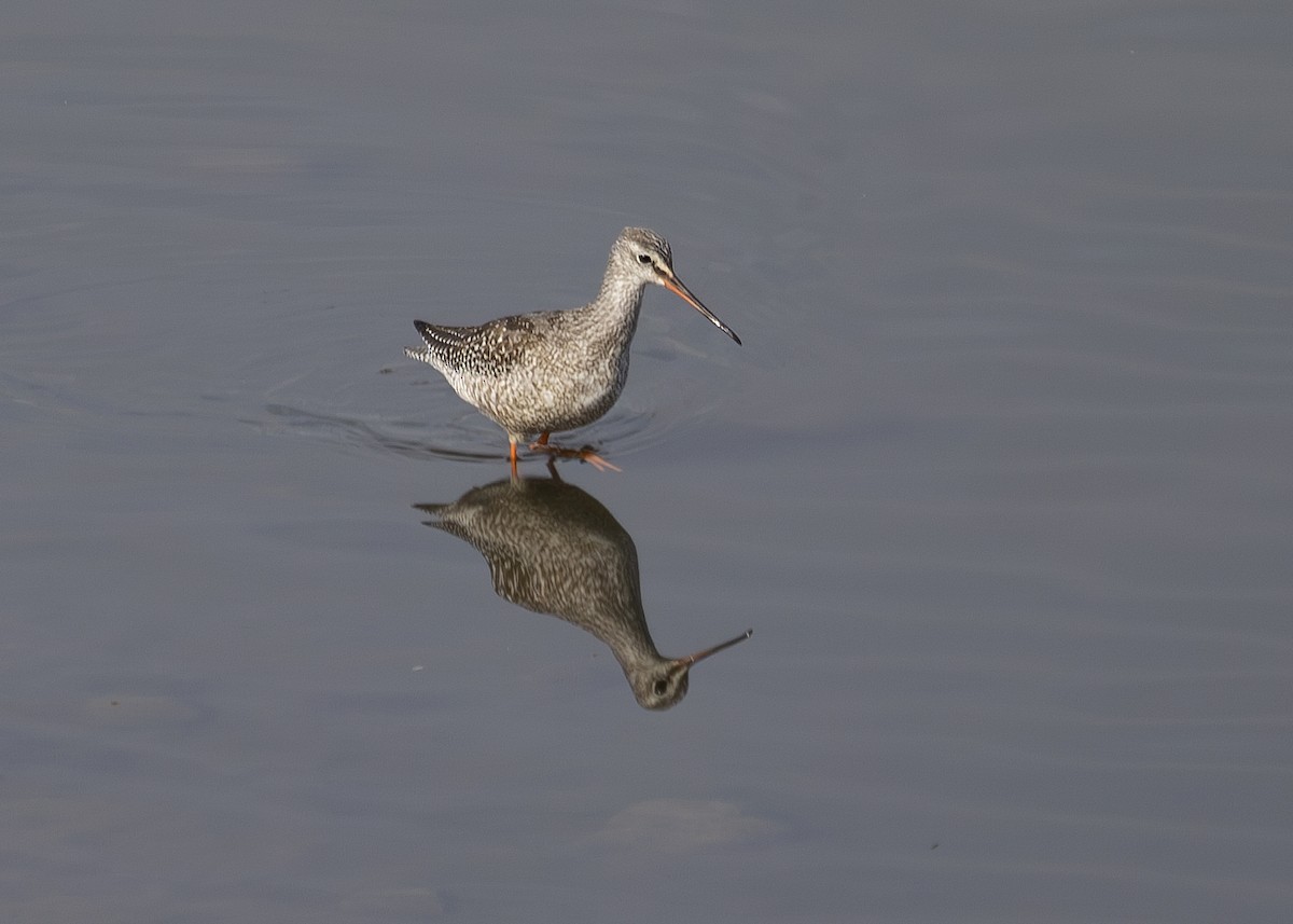 Spotted Redshank - ML621073722