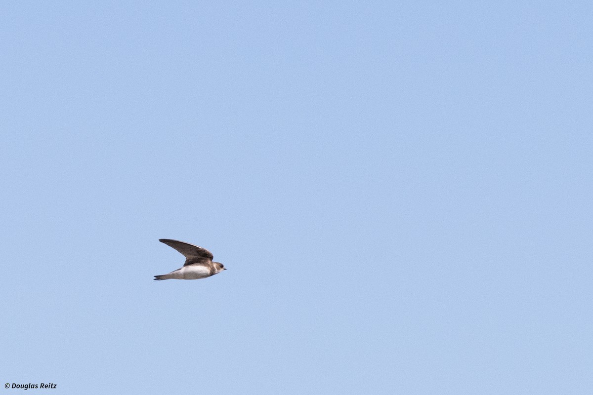 Bank Swallow - ML621073726