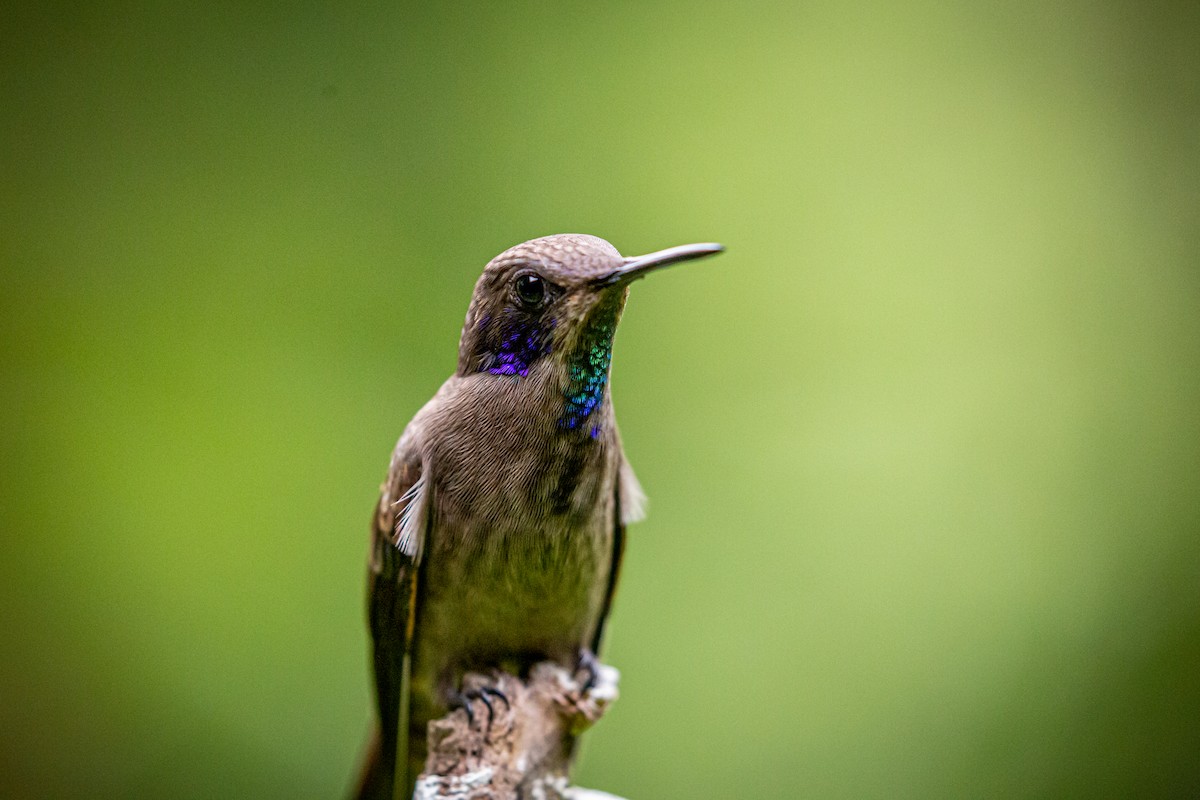 kolibřík fialovouchý - ML621073744