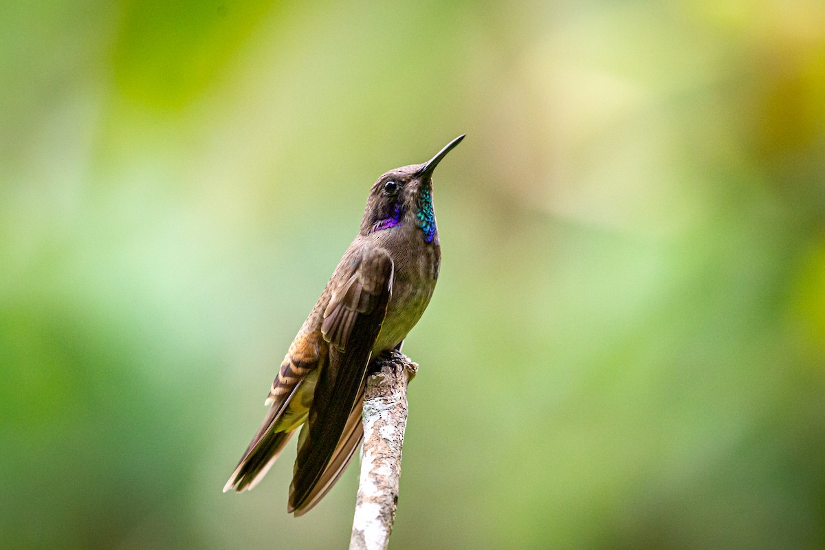 kolibřík fialovouchý - ML621073745