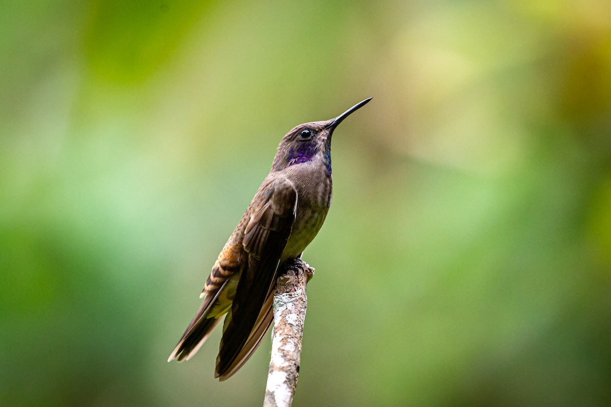 kolibřík fialovouchý - ML621073746