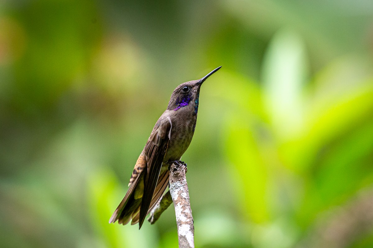 kolibřík fialovouchý - ML621073747