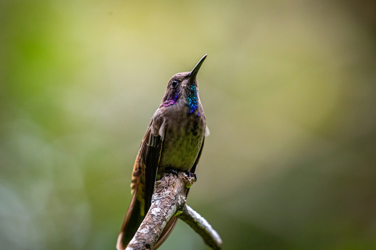 kolibřík fialovouchý - ML621073749