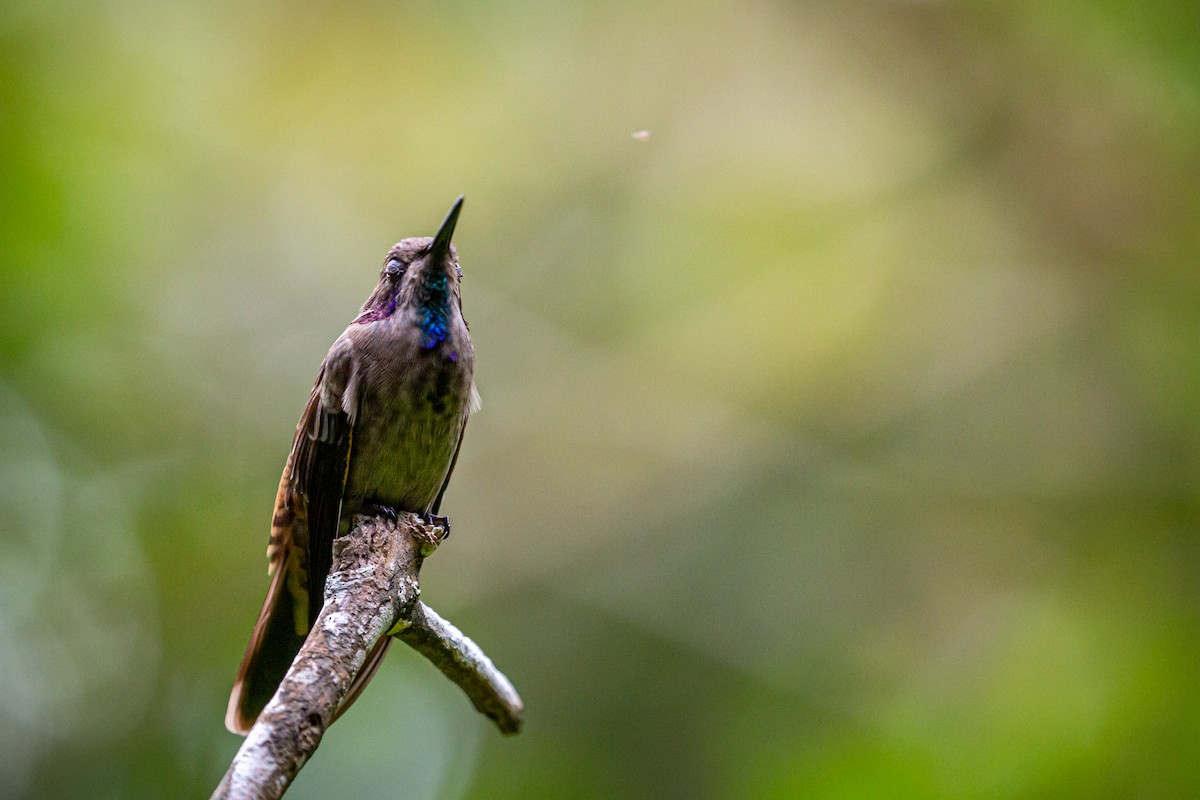kolibřík fialovouchý - ML621073750