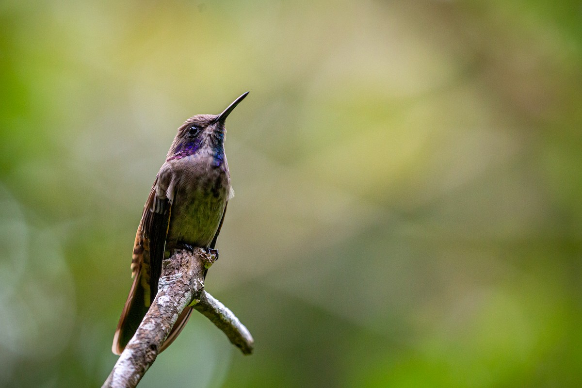kolibřík fialovouchý - ML621073751