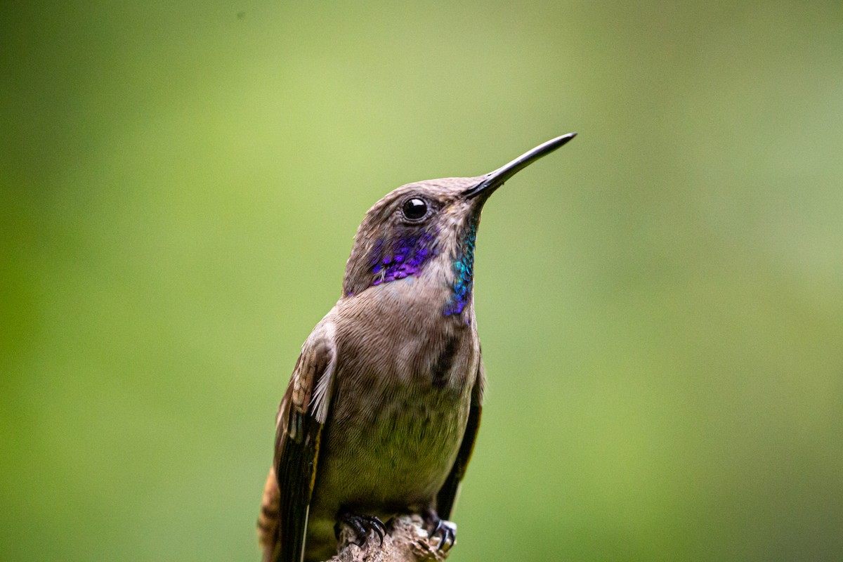kolibřík fialovouchý - ML621073752