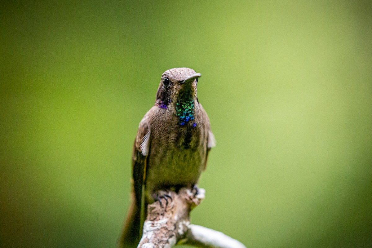 kolibřík fialovouchý - ML621073753