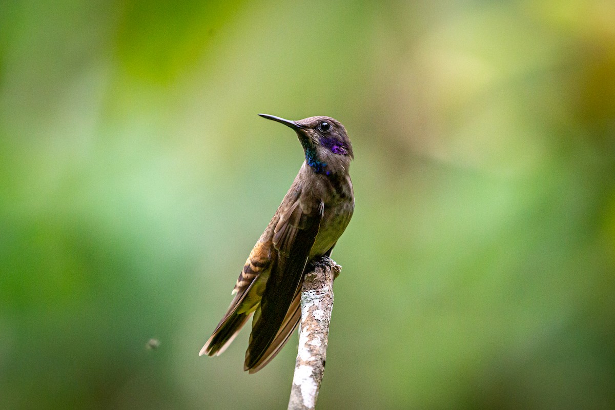 kolibřík fialovouchý - ML621073755