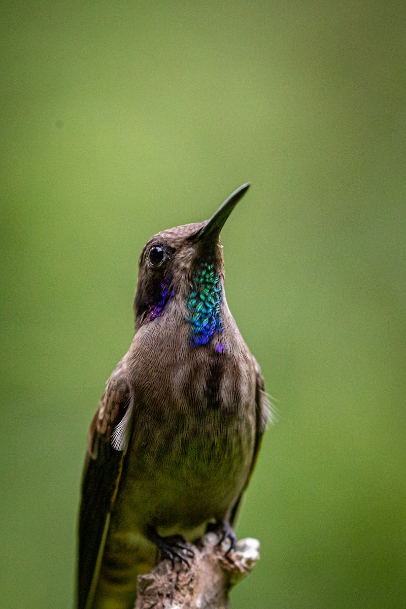 kolibřík fialovouchý - ML621073756