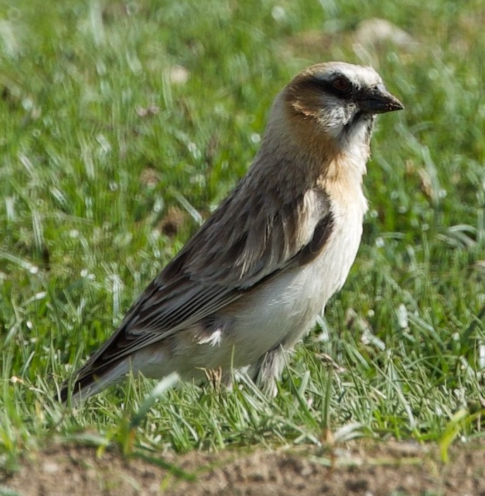 Rufous-necked Snowfinch - ML621073800