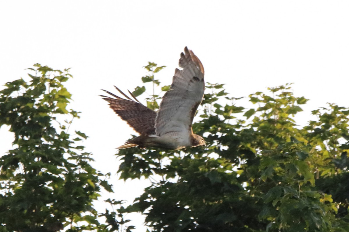 Red-tailed Hawk - ML621073806