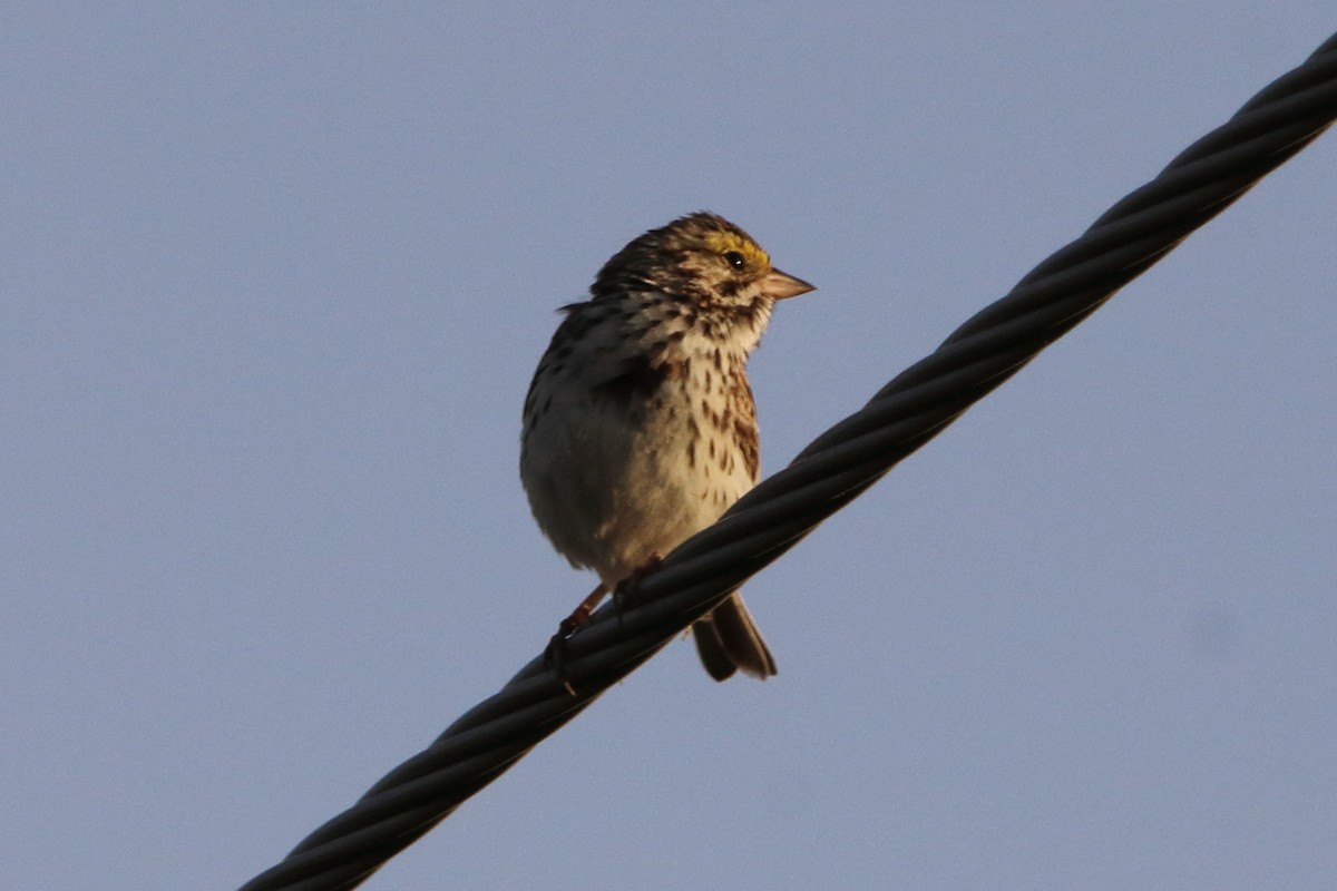 Savannah Sparrow - ML621073811