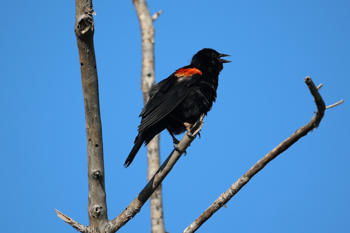 Red-winged Blackbird - ML621073822
