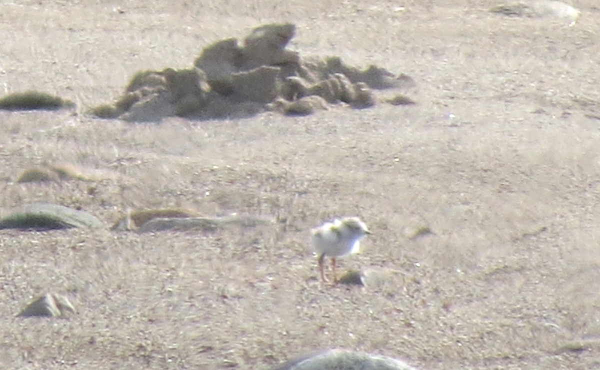 Piping Plover - ML621073832