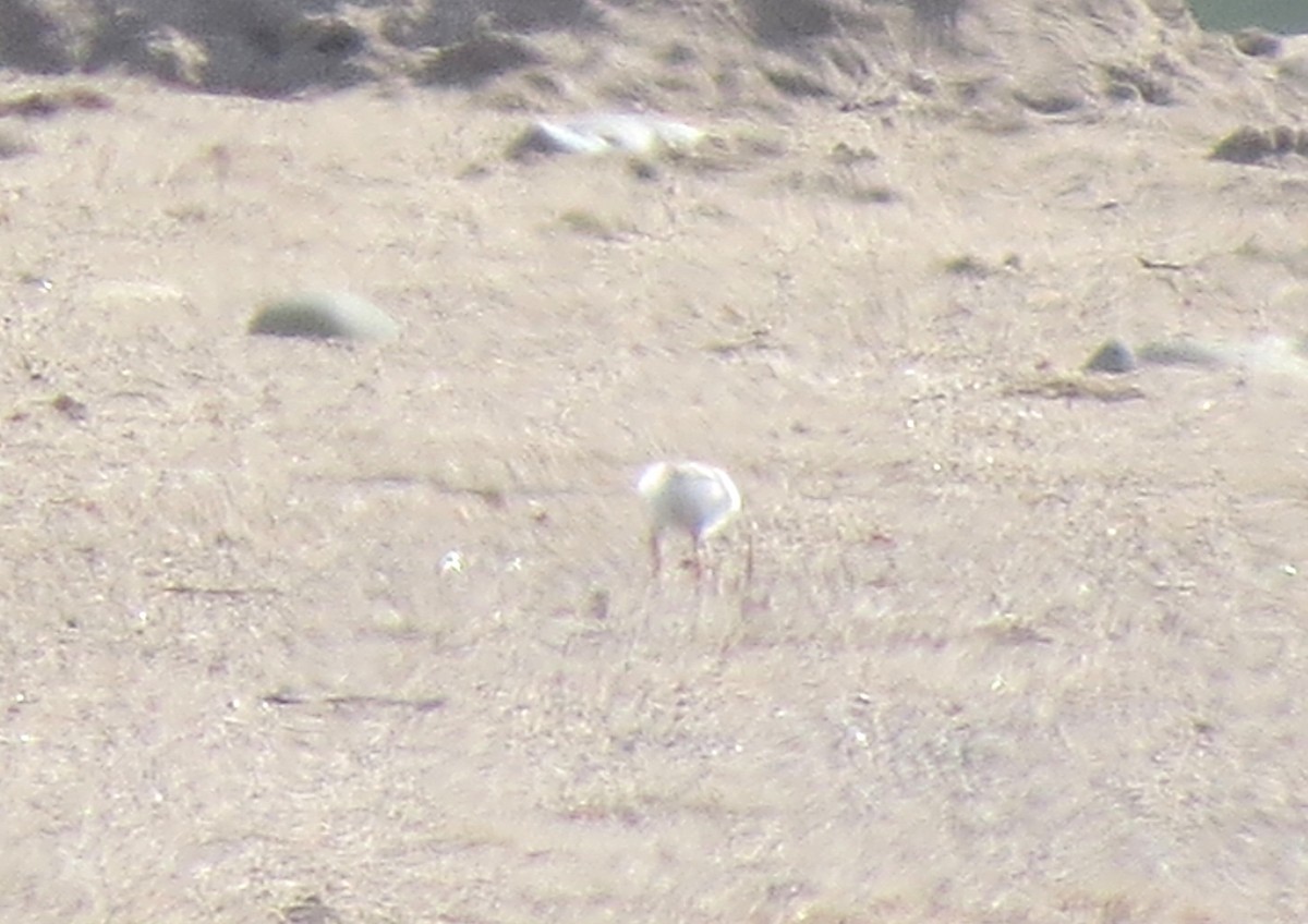 Piping Plover - ML621073836