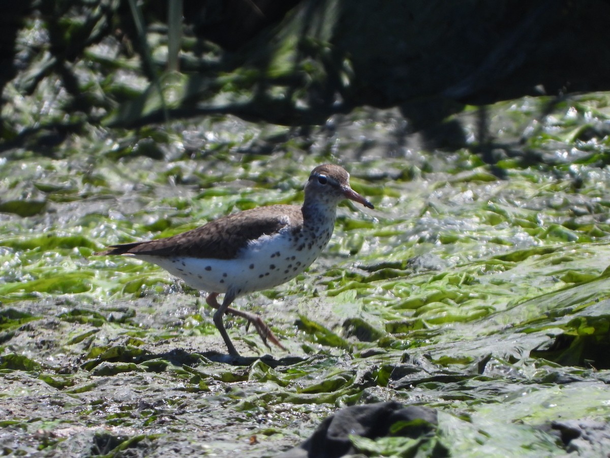 Spotted Sandpiper - ML621073878