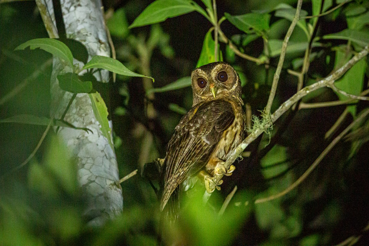 Mottled Owl - ML621073882