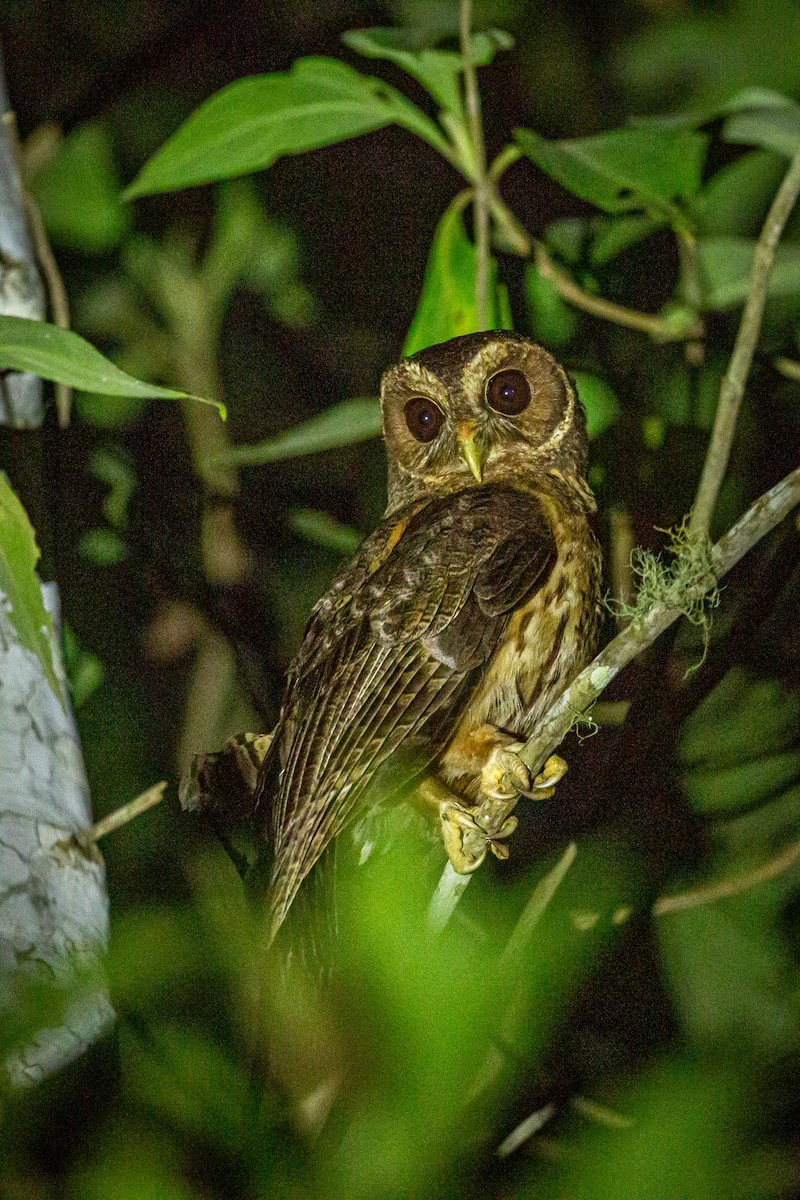 Mottled Owl - Francisco Russo