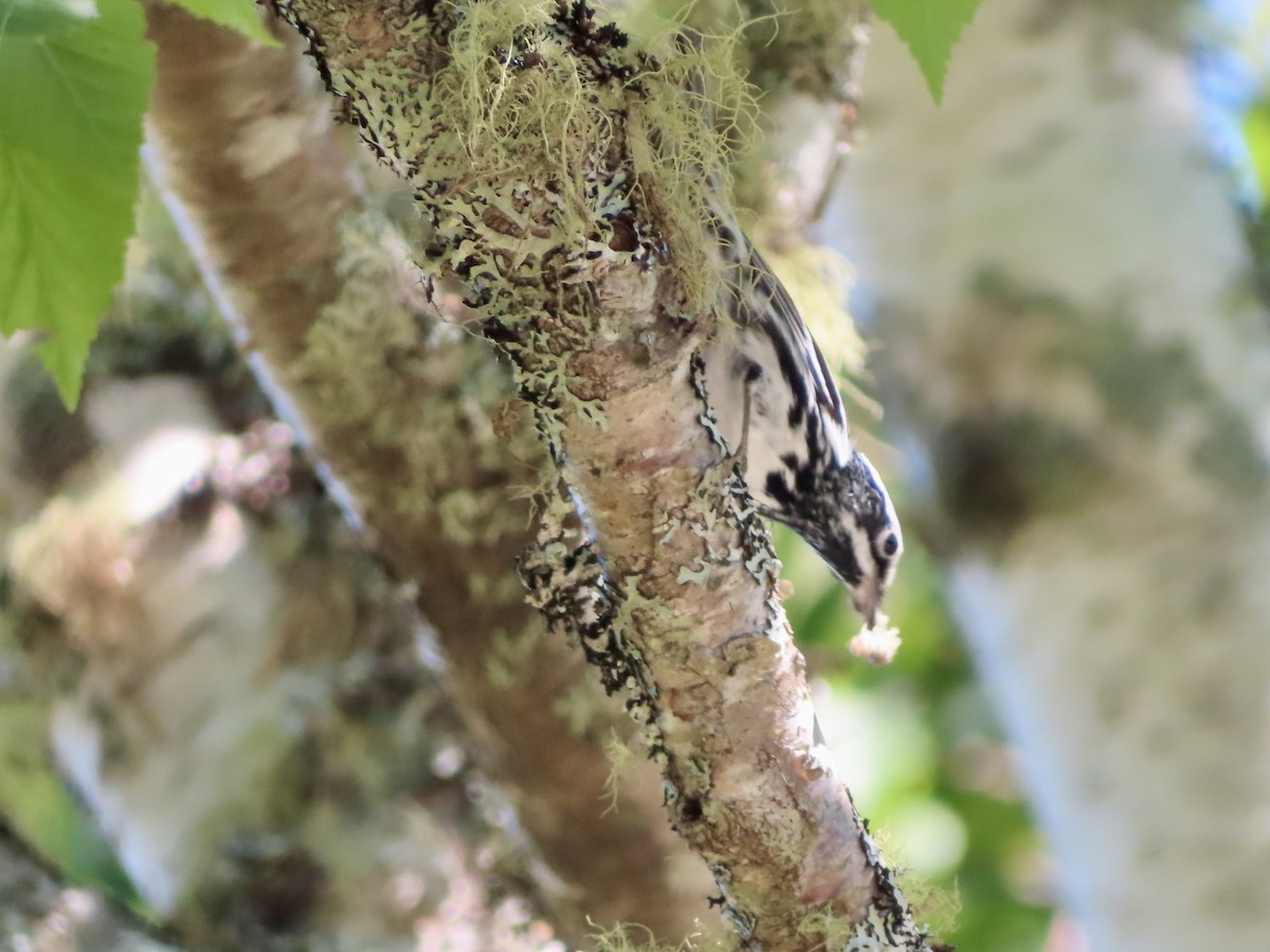 Black-and-white Warbler - ML621073902