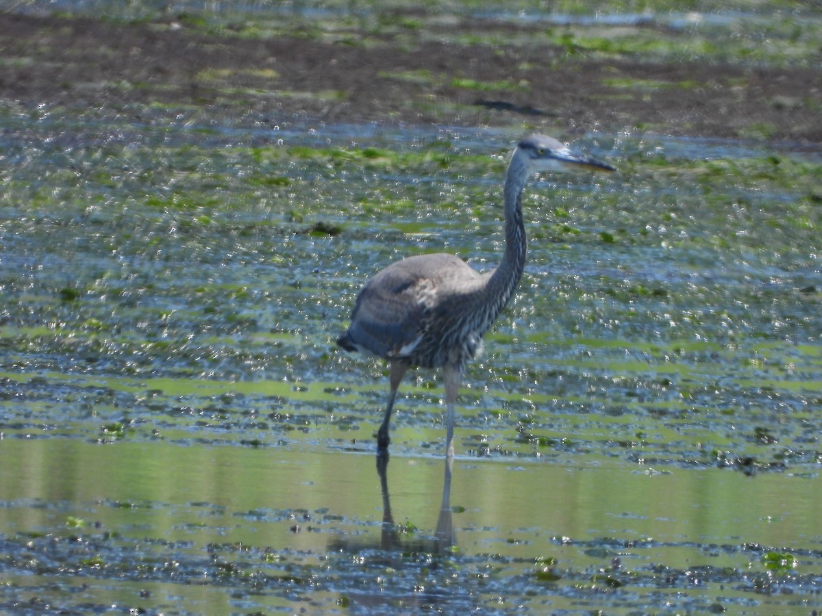 Garza Azulada - ML621073905