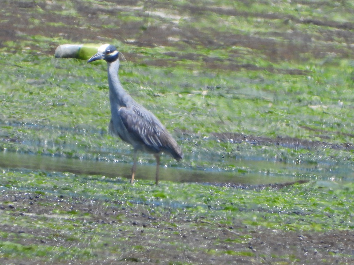 Yellow-crowned Night Heron - ML621073912