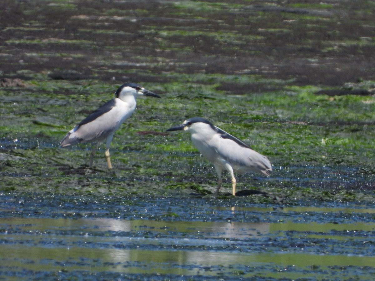 Black-crowned Night Heron - ML621073916