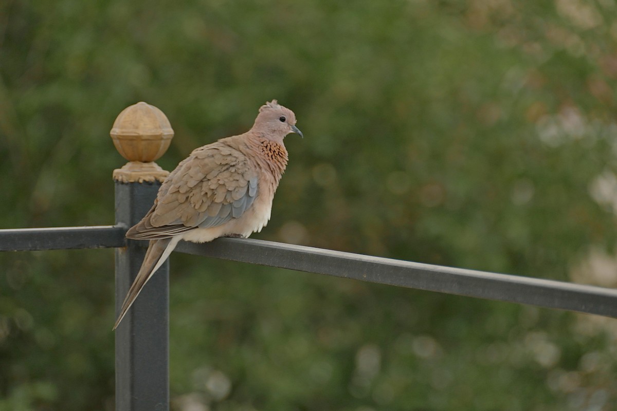 Laughing Dove - ML621073952