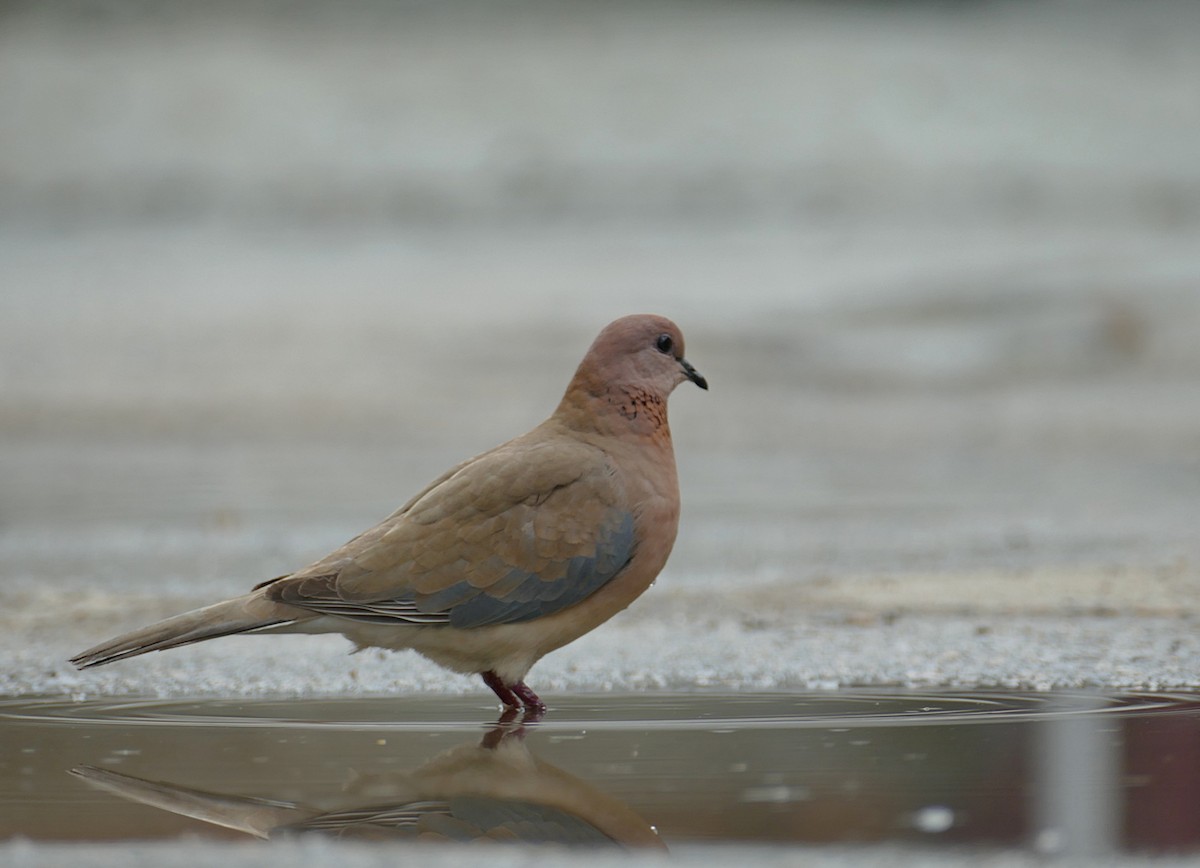 Laughing Dove - ML621073953