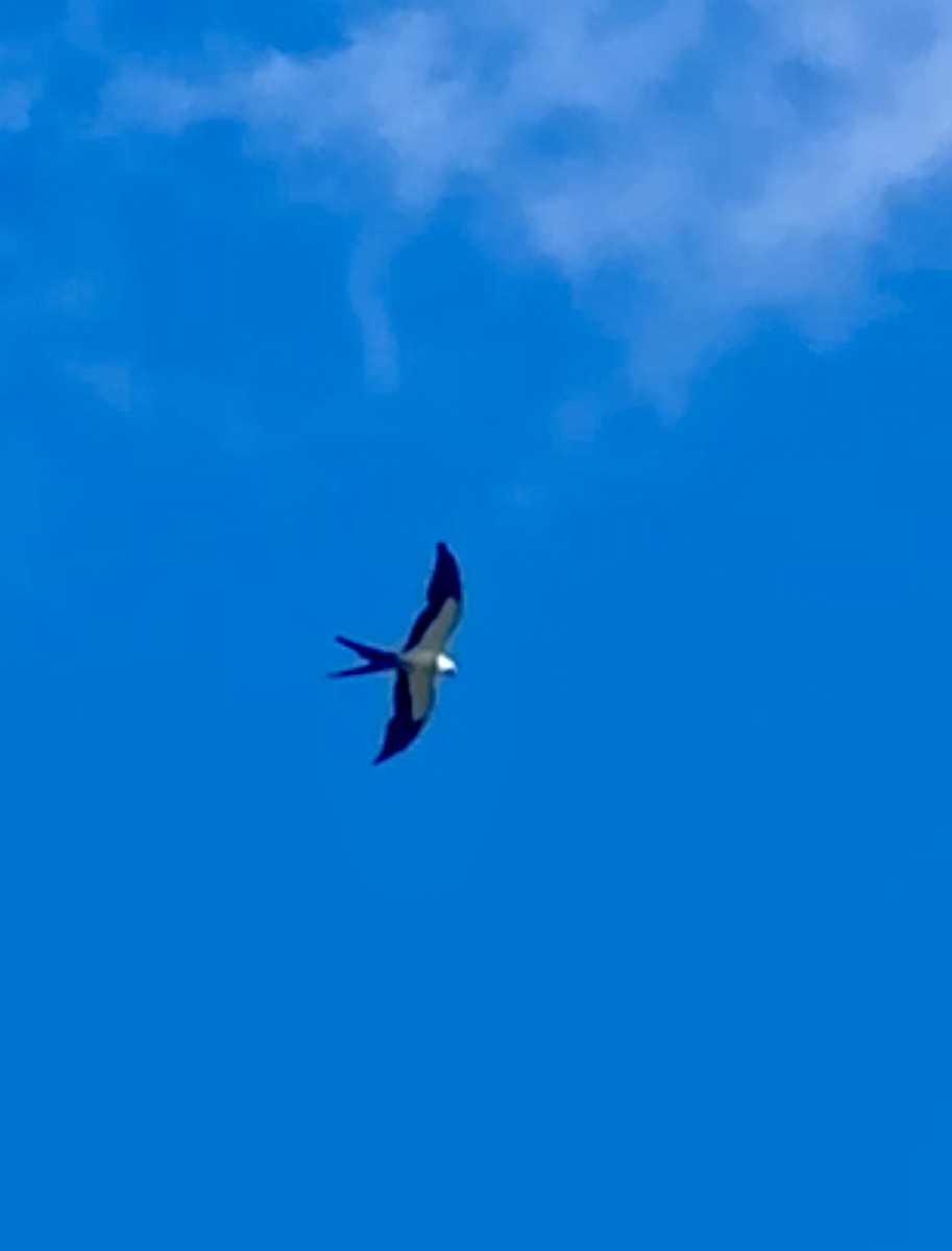 Swallow-tailed Kite - ML621073976
