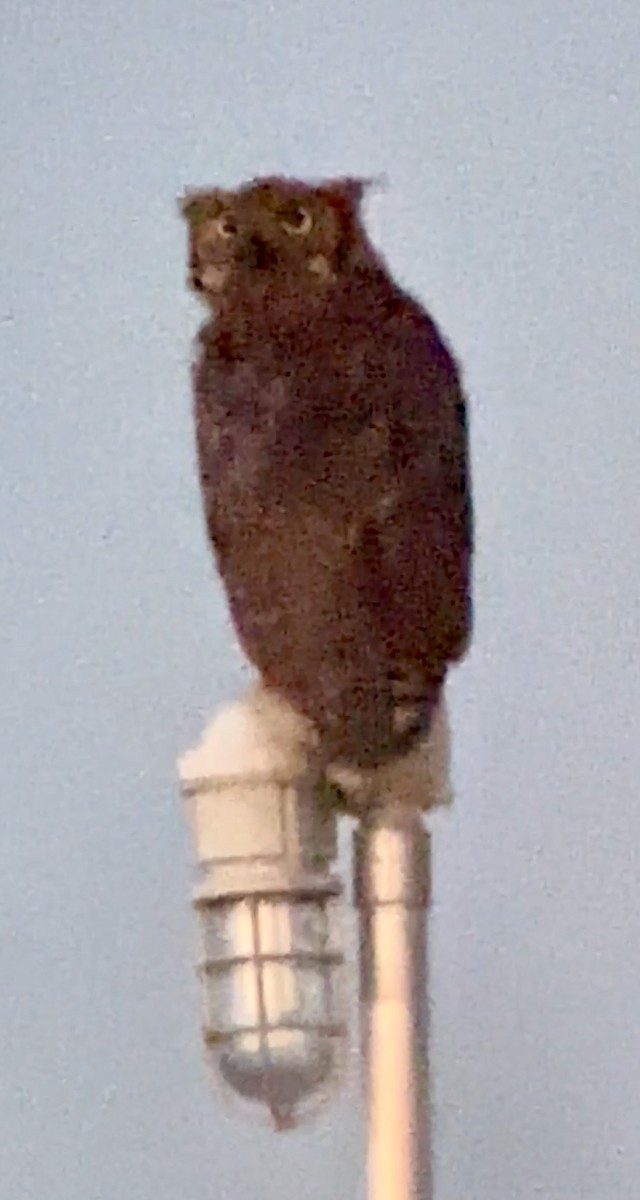 Great Horned Owl - ML621073981