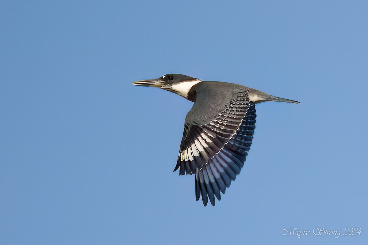 Belted Kingfisher - ML621073991