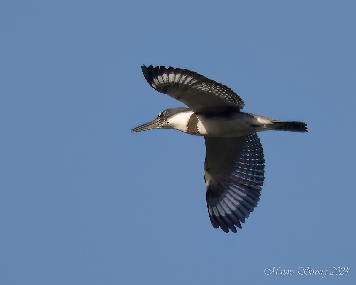 Belted Kingfisher - ML621073992