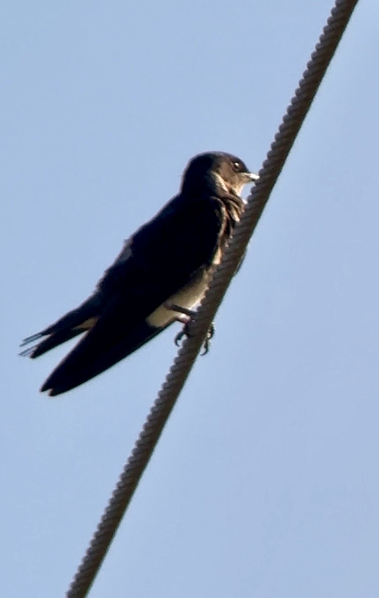 Purple Martin - ML621074032