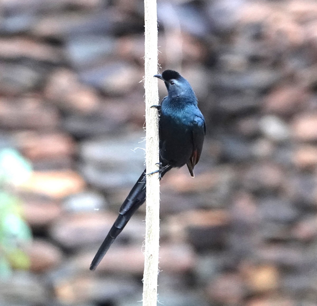 Bristle-crowned Starling - Rich Wilkens