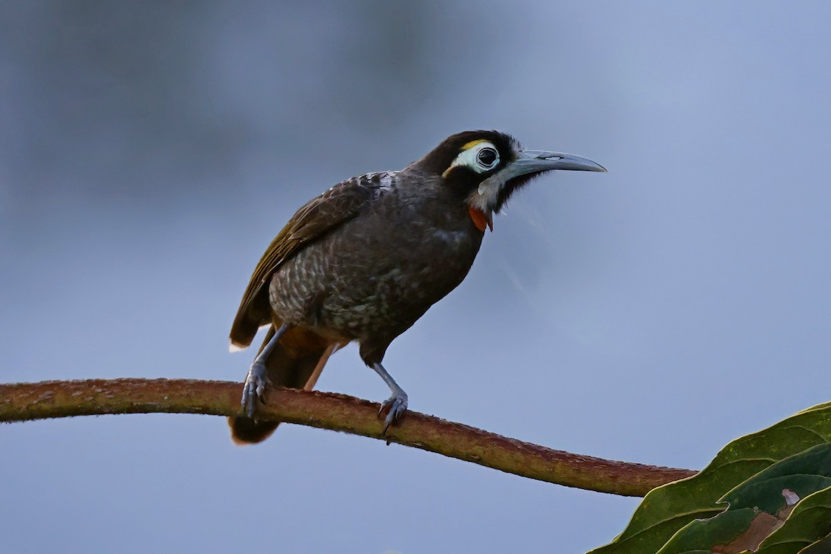 Yellow-browed Melidectes - ML621074038