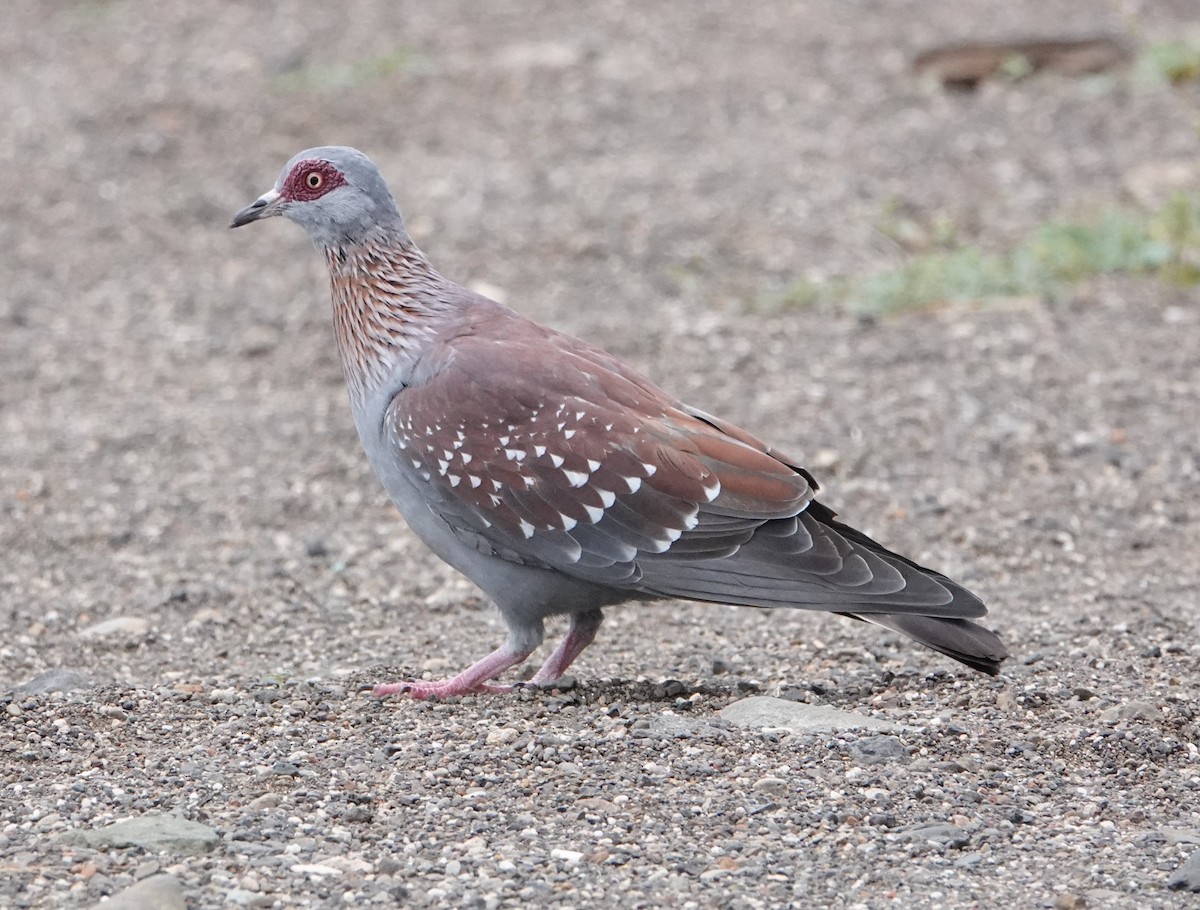 Speckled Pigeon - ML621074048