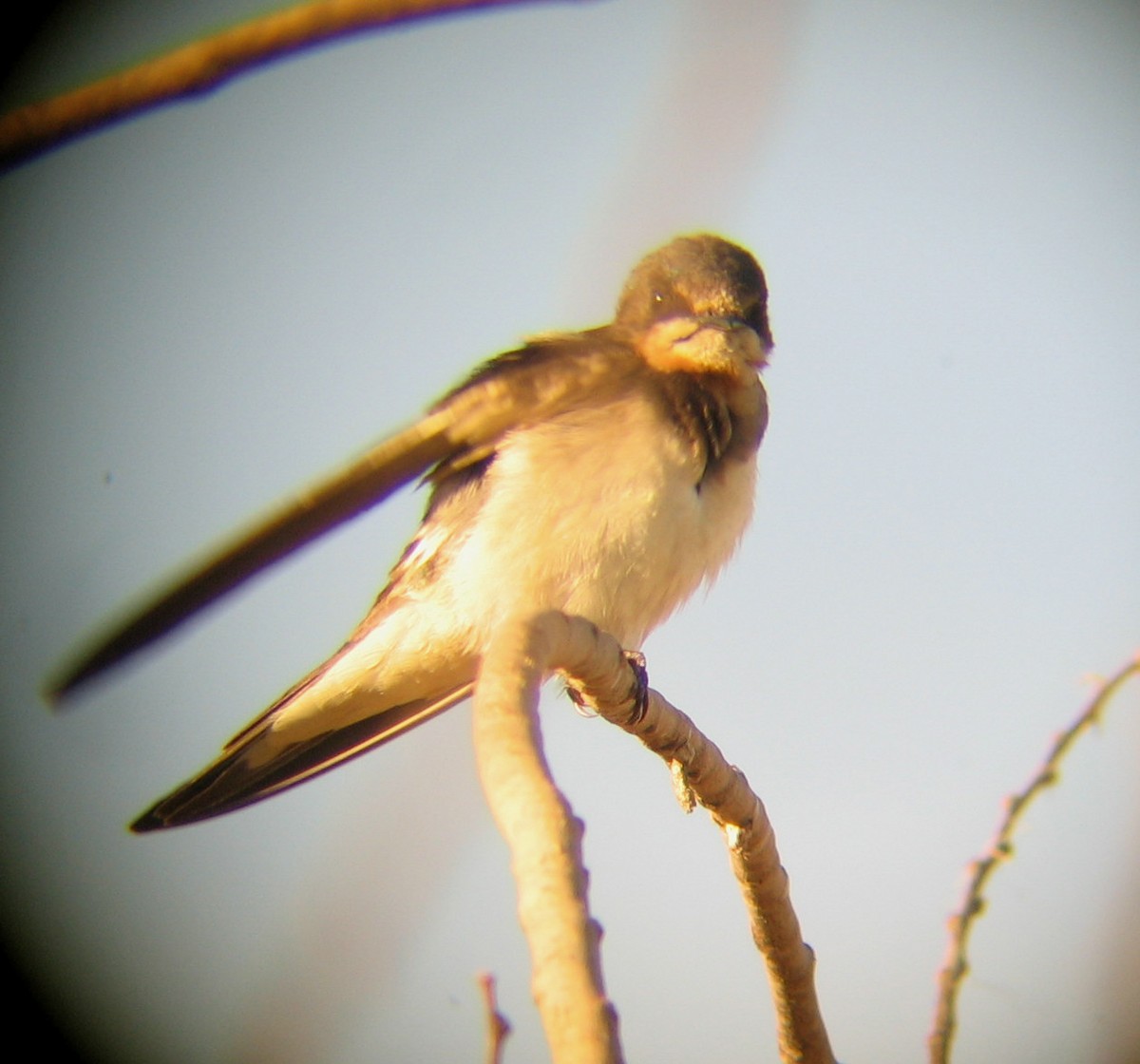 Northern Rough-winged Swallow - ML621074052