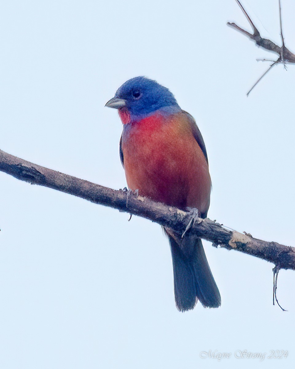Painted Bunting - ML621074054