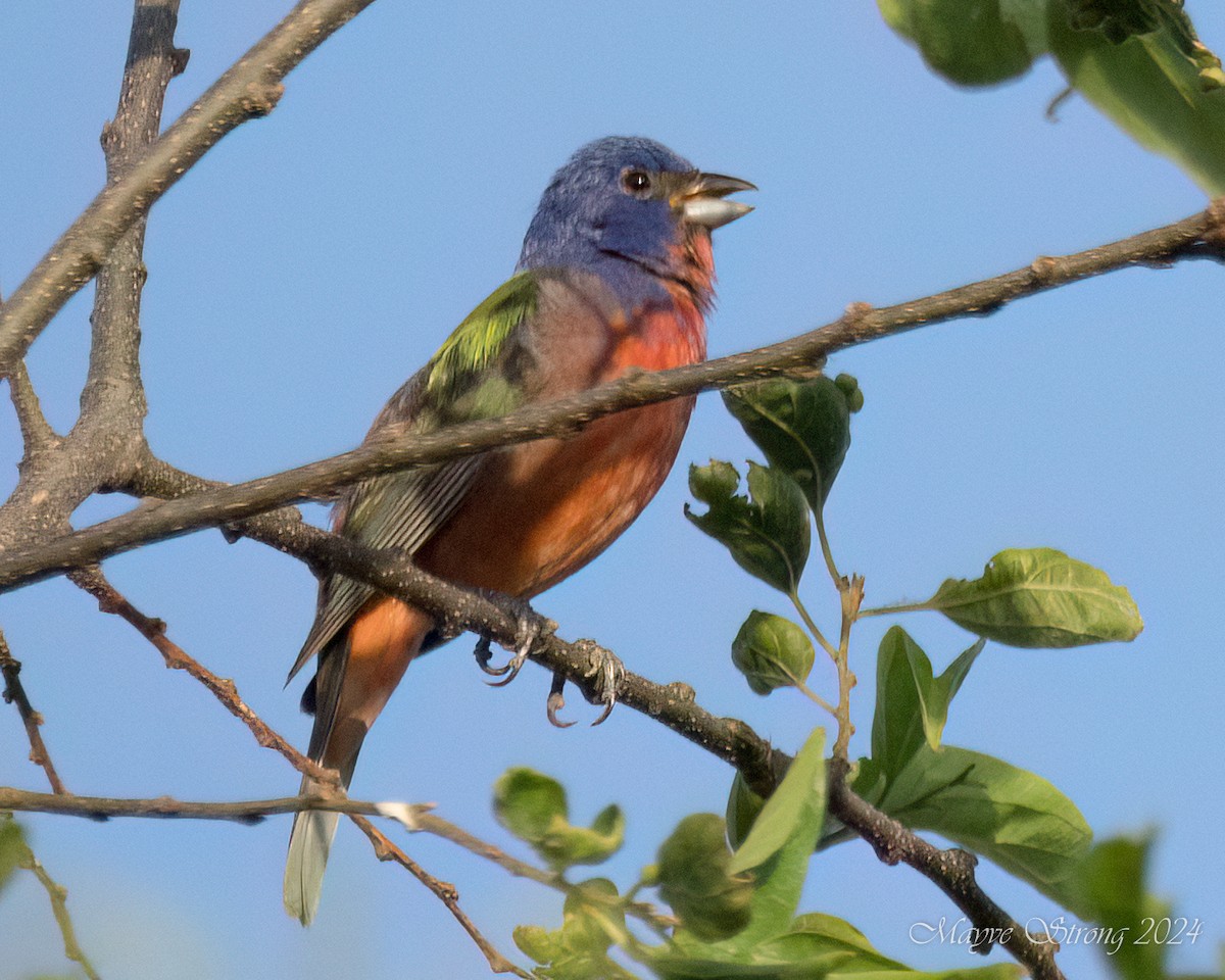 Painted Bunting - ML621074055